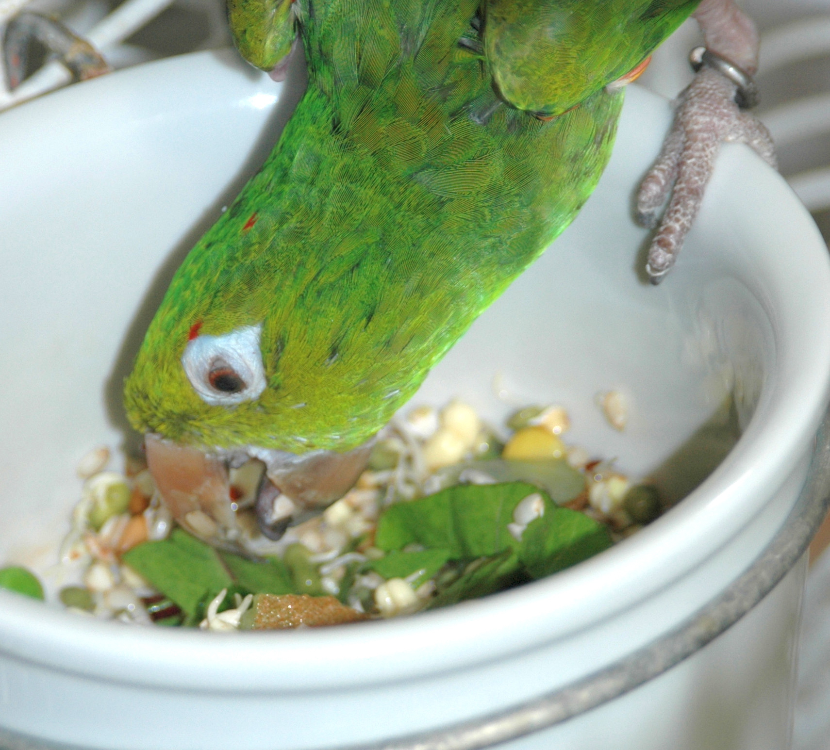 Feeding Parrots: Avian Probiotics - Best Bird Food Ever!