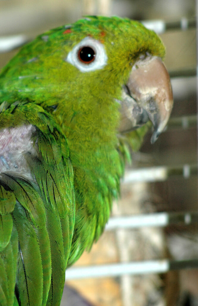 Is Your Parrot Malnourished? - Best Bird Food Ever!