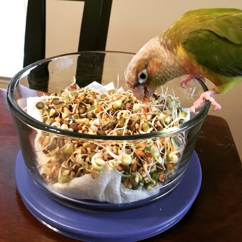 Parrot Supplements - Not Needed! - Best Bird Food Ever!