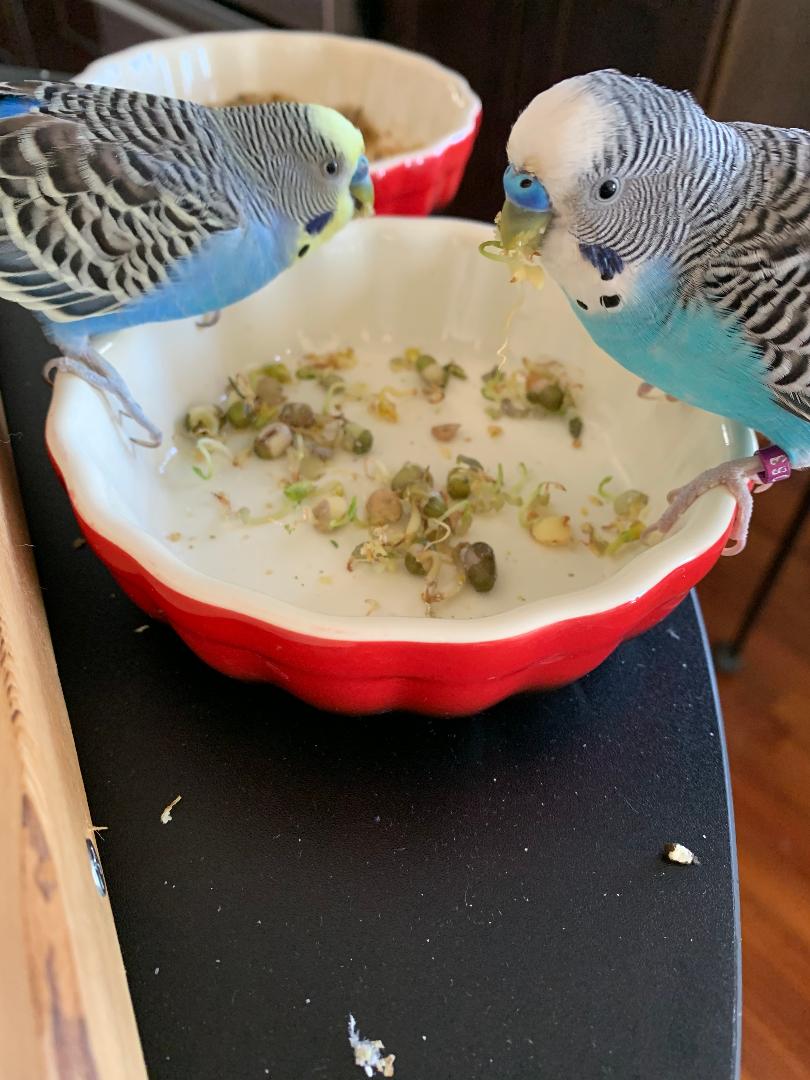 These Budgies LOVE BBFE Sprouts! - Best Bird Food Ever!